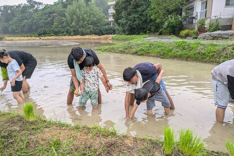 田植え体験1